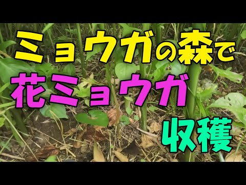 【ミョウガ】みょうがの森で、花ミョウガ収穫