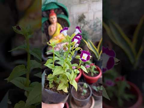 Five winter flowering plants for your garden #youtubeshorts #plants#youtuber #flowers