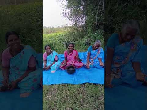 வயிற்று புண் அல்சரை குணமாக்கும் அற்புத மூலிகை பால கீரை கடையல்