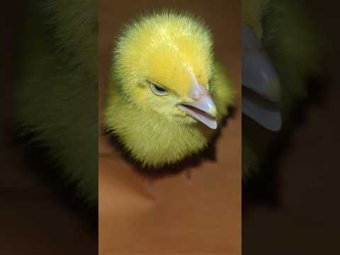 Cute hen color chick #chicks #hen#cute #birds