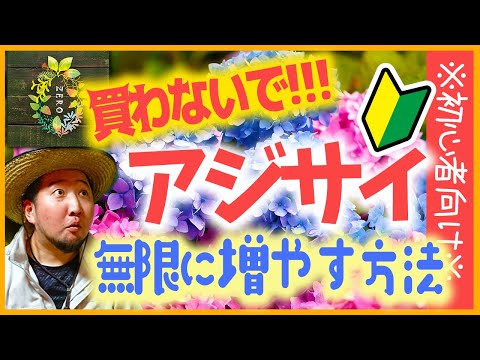 【紫陽花の挿し木】めっちゃ増やせる!!!まるで魔法みたい…※初心者向け※