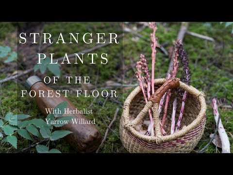 Stranger Plants of the Forest Floor