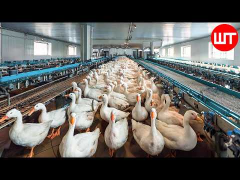 How Millions Of Goose Rise & Process | Modern Farming Technology