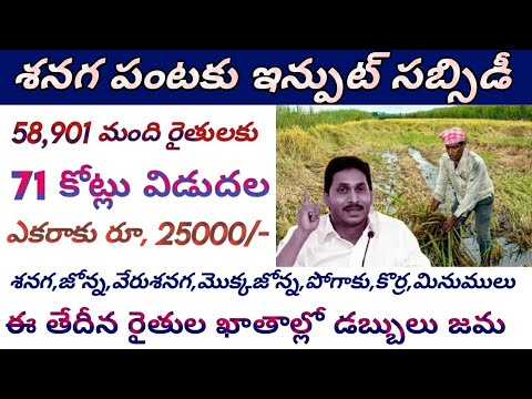 శనగ పంటకు ఎకరాకు రూ, 25000 || ap input subsidy release date 2024 ||ap input subsidy 2024 latest news