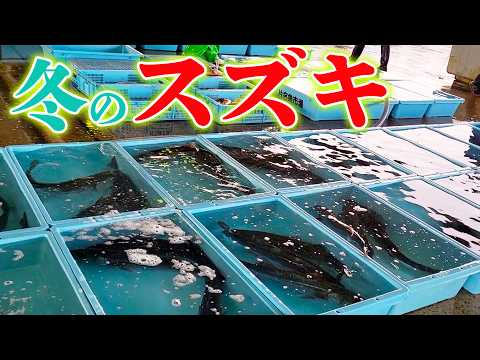 12月に大量に獲れているスズキを使ったおすすめの調理法を紹介するよ！！