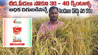 Paddy Cultivation |  Sinduja Paddy Seed  High Yiealding Veraity | సిందూజ దొడ్డు వరి రకం.