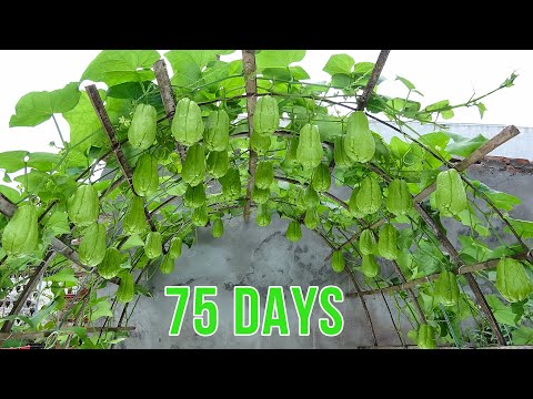 Growing chayote on the terrace is surprisingly easy, The fruit is sweet and plentiful for beginners