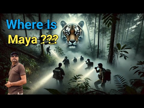 Where Is Tigress Maya ? Legendary Tigress Maya of Tadoba - Queen of the Jungle । Tiger Nomenclature