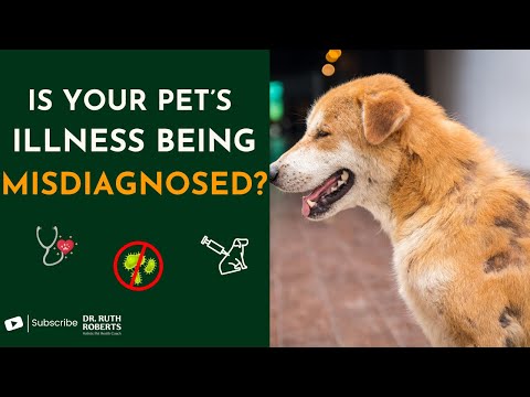 Why Vets Are Missing This: The REAL Cause of Pet Disease (And How to Heal It)