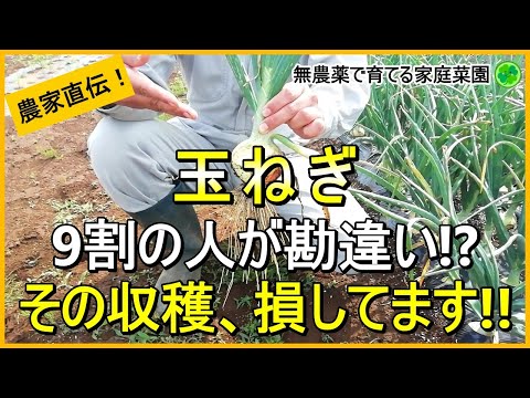 【玉ねぎ栽培】収穫のタイミングは見極めが肝心！収穫間際のNG作業も解説【有機農家直伝！無農薬で育てる家庭菜園】　24/5/25