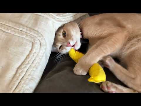 Precious boi getting high off a banana