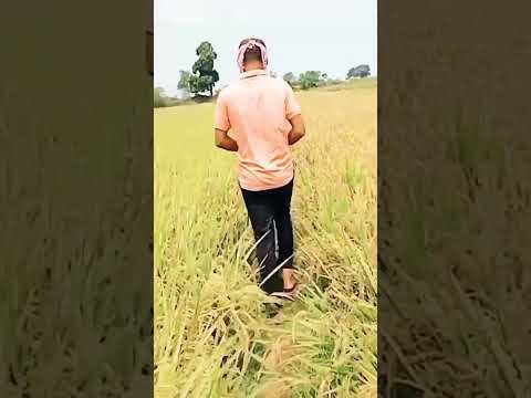 #farmvideos #paddy #fields #farmshorts #gardening #Organicvegetables @Bmmultitasks