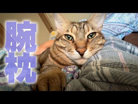 【ベッタベタ】キジトラの猫と暮らすと毎朝こうなってしまいます。