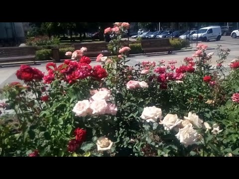 Начало осени!Музыкальная школа,розы,фонтан!🦋🌻💞