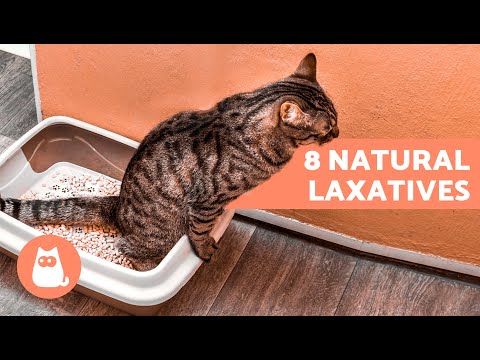 8 HOME REMEDIES for CONSTIPATION in CATS 🐱🐾 What to Give a Constipated Cat