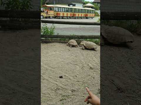 Big turtle 🐢 🐢#turtle #turtles #turtlesofinstagram #tortoise #nature #reptile #reptiles