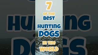 7 of the best hunting dogs in the world (part#1)