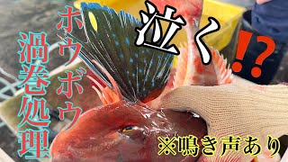 【泣き声あり】ホウボウを瞬時に絶命させ最大限の旨味を引き出す渦巻処理