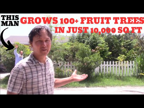 This Guy Grows Over 100 Fruit Trees on a Small Space Residential Lot