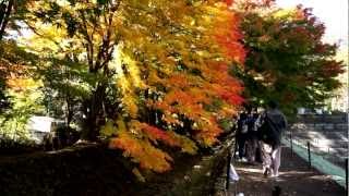 富士河口湖紅葉まつり【富士河口湖町】(フルHD映像)