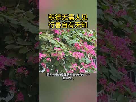 #国学经典 #曾仕强 #传承中华文化