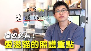 【獸醫這樣說】貓奴必看！愛滋貓的照護重點 │愛寶寵新知 AIPAWs X 保健知識家