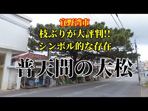 【宜野湾市】普天間のシンボル｜見事な枝ぶりが評判の「大松」と消えた三角食堂