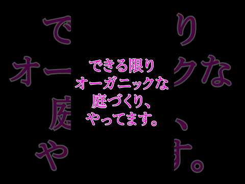 カマキリの子供を庭に放しました。 #バラ #カマキリ #shorts #garden #ガーデニング #gardening