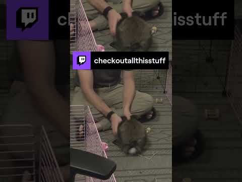 Churro sits on phone | checkoutallthisstuff on #Twitch