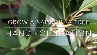 GROWING A SAPODILLA TREE | HOW TO HAND POLLINATE FOR BEST FRUIT SET | CHICO SAPOTE IN  CALIFORNIA