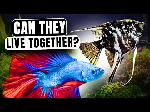 Can Angelfish And Bettas Live Together in Harmony?