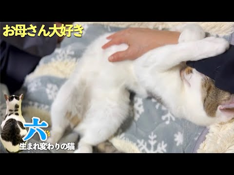 【猫と私の親子のような日常】おしゃべり猫の六との会話も満載です | [生まれ変わりの猫] 六