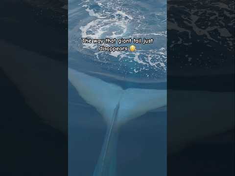 Thalassophobia at its finest! #whale #ocean