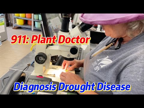 911: Dunn Loring Plant Doctor Diagnosis Drought Disease.