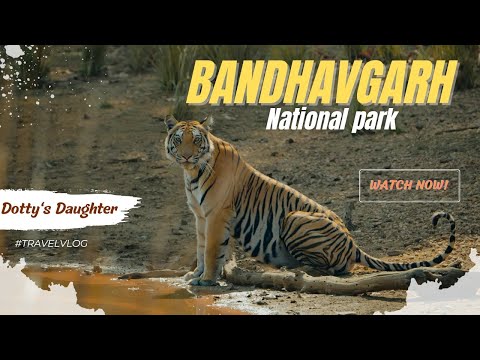 Tigress of Bandhavgarh National Park | Magadhi Zone | Best Jungle Safari