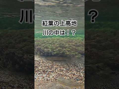 紅葉の上高地・川の中は！？