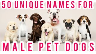 Unique Names For Male Dogs | Top 50 names for your male pet dog