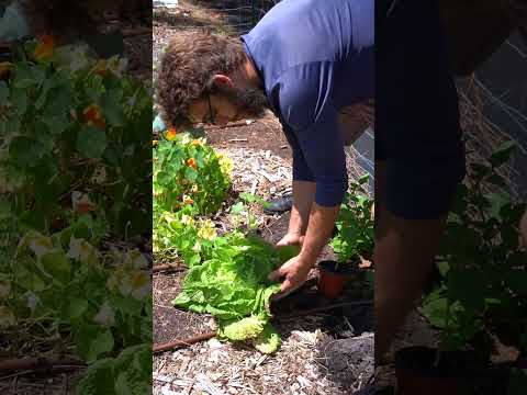 Hands Down Favorite Summer Crop #okra #southernstylecooking #gardening #shorts