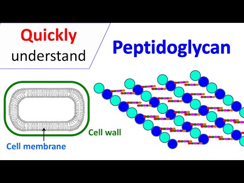 Peptidoglycan | Prokaryotic cell wall