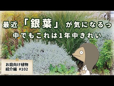 【グラスと相性いい♪】再注目の銀葉！モクビャッコウの特徴と育て方を紹介するアニメ