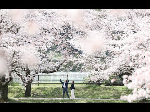 長崎県の桜スポット４カ所！各地で咲き誇る