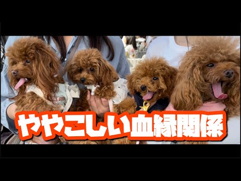 ママが姉妹でパパが同じの子犬を会わせてみた結果