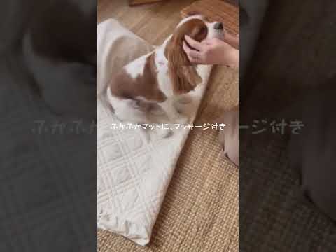 🐶👩🏻‍🦰可愛いって罪！至れり尽くせりな、お犬様暮らし🐾【キャバリア】