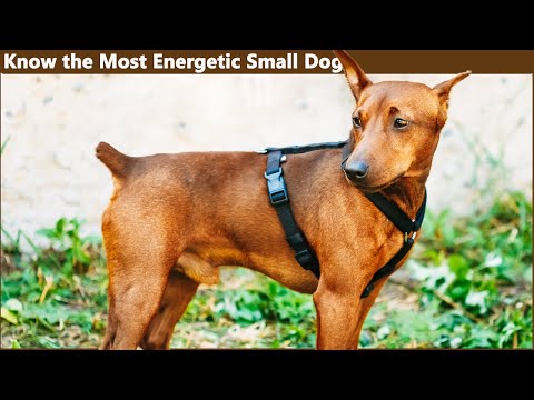 Miniature Pinscher - In 2 Minutes! Energetic, alert, confident and spirited dog!