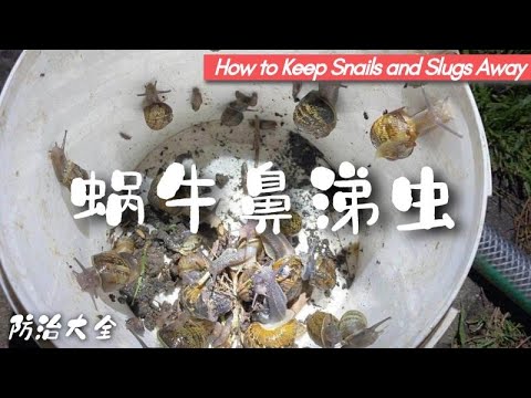 彻底清除菜园里的蜗牛、鼻涕虫，诱捕方法大比拼🐌🐌🐌