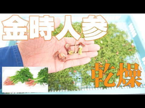 【野菜を乾燥させる】金時人参を乾燥（E-3H）