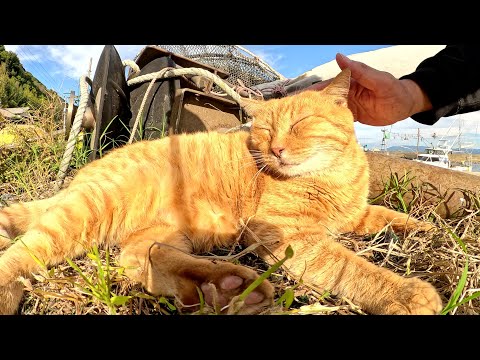 Cats relaxing at a fishing port get massaged by humans