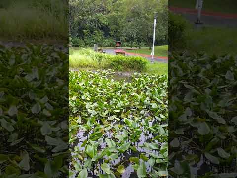 1-3 台北市文山區 文山景美運動公園 文山森林公園 趣探險之丘