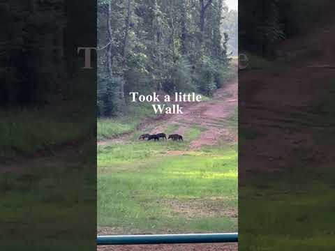 Wild Hogs across the fence