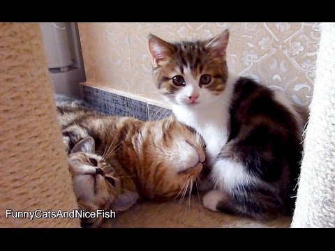 Cute Kittens love Mom Cat